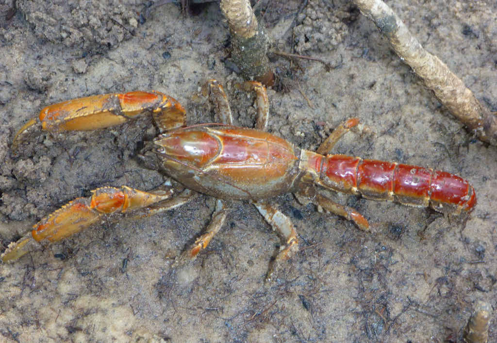 Does anyone know what this is? it was found among mangroves in extreme salt in Fishing Creek. Does anyone know what this is? it was found among mangroves in extreme salt in Fishing Creek.